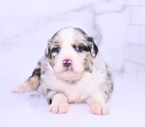 Mini / Toy Australian Shepherd Puppy Cookies