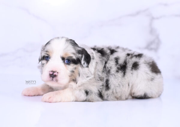 Mini / Toy Australian Shepherd Puppy Cookies