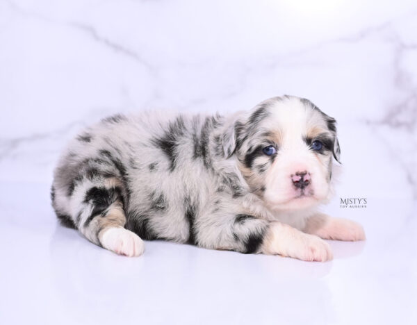 Mini / Toy Australian Shepherd Puppy Cookies