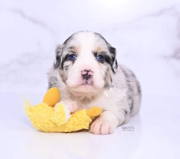 Mini / Toy Australian Shepherd Puppy Cookies