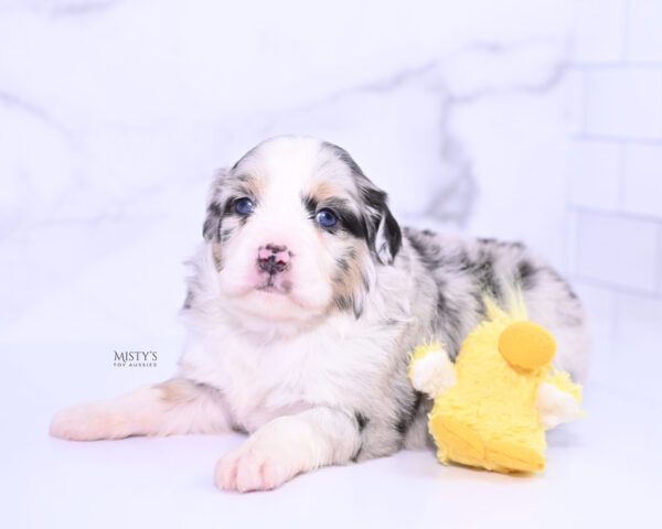 Mini / Toy Australian Shepherd Puppy Cookies