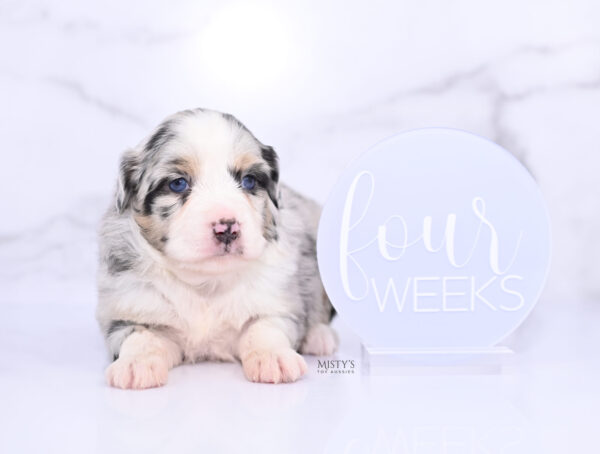 Mini / Toy Australian Shepherd Puppy Cookies