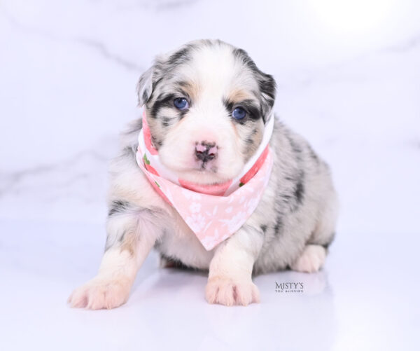 Mini / Toy Australian Shepherd Puppy Cookies