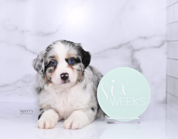 Mini / Toy Australian Shepherd Puppy Cookies