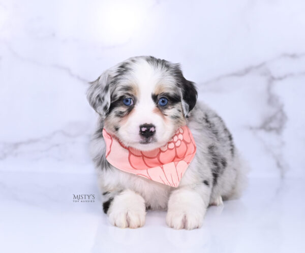 Mini / Toy Australian Shepherd Puppy Cookies