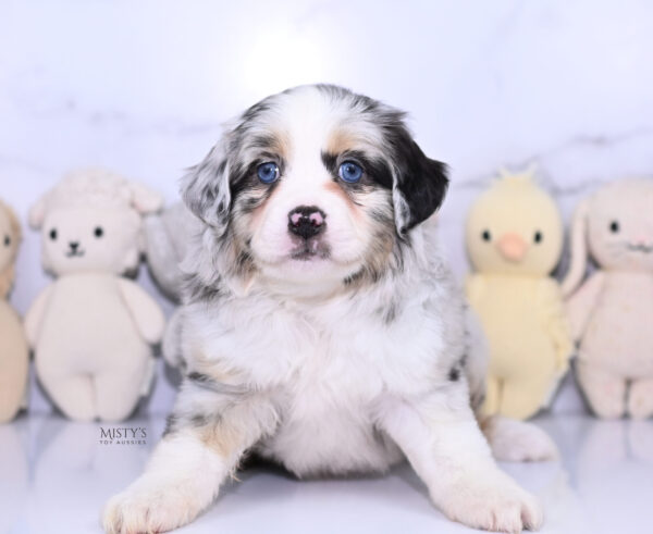 Mini / Toy Australian Shepherd Puppy Cookies