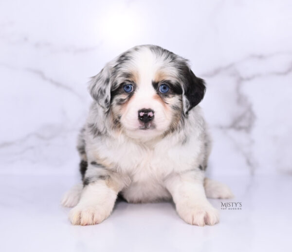 Mini / Toy Australian Shepherd Puppy Cookies