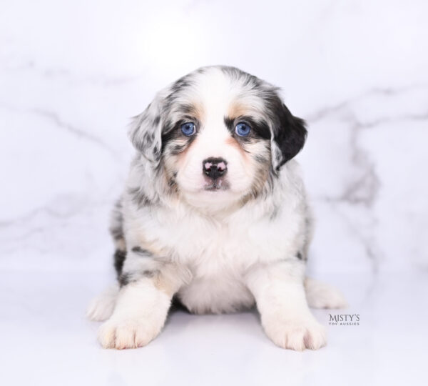 Mini / Toy Australian Shepherd Puppy Cookies