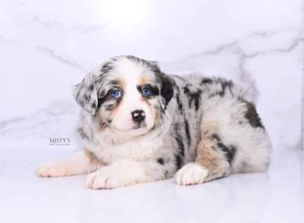 Mini / Toy Australian Shepherd Puppy Cookies