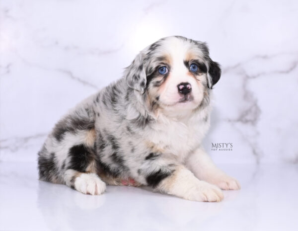 Mini / Toy Australian Shepherd Puppy Cookies