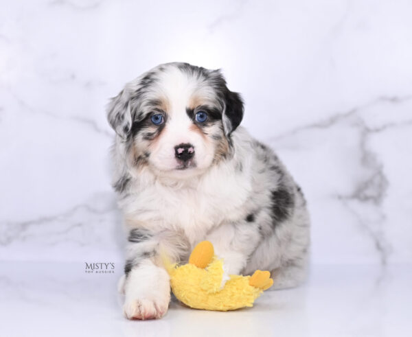 Mini / Toy Australian Shepherd Puppy Cookies