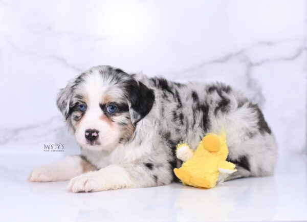 Mini / Toy Australian Shepherd Puppy Cookies