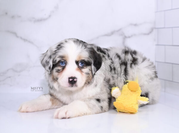 Mini / Toy Australian Shepherd Puppy Cookies