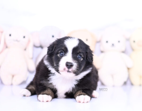 Mini / Toy Australian Shepherd Puppy London