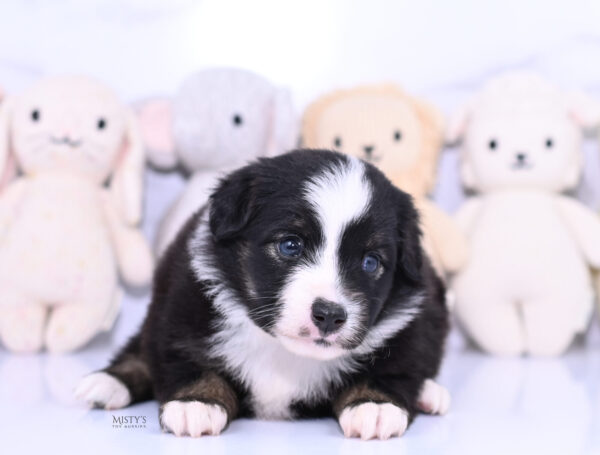 Mini / Toy Australian Shepherd Puppy London