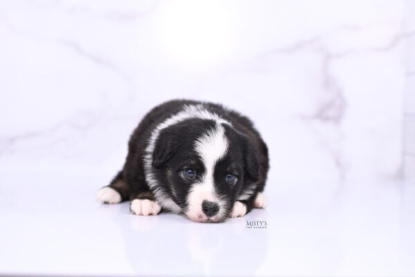 Mini / Toy Australian Shepherd Puppy London