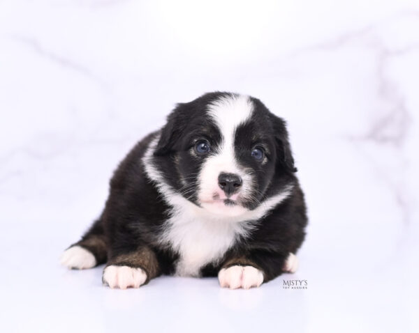 Mini / Toy Australian Shepherd Puppy London