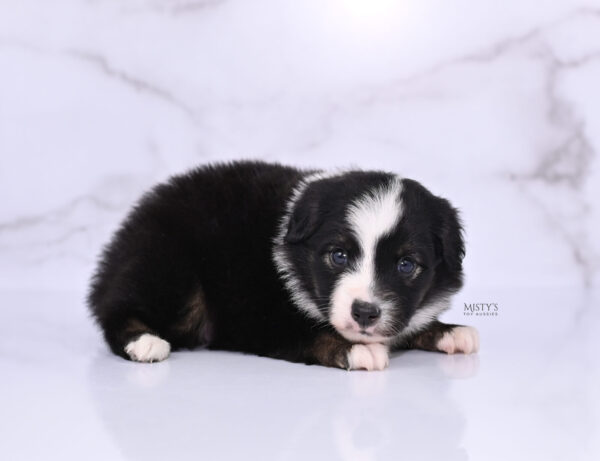 Mini / Toy Australian Shepherd Puppy London