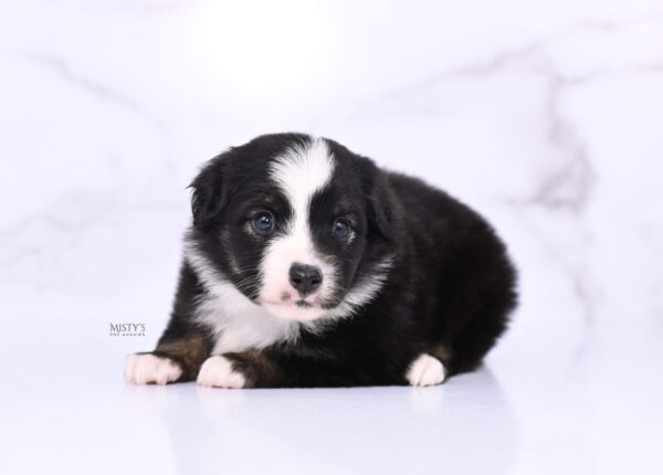 Mini / Toy Australian Shepherd Puppy London