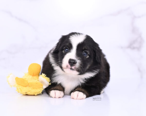 Mini / Toy Australian Shepherd Puppy London