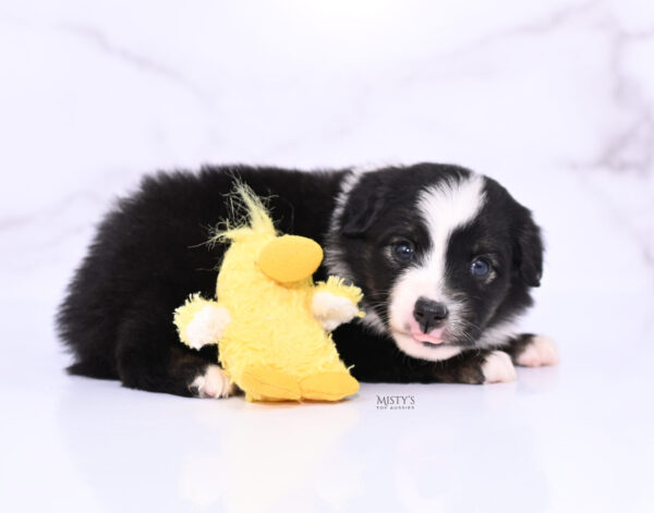 Mini / Toy Australian Shepherd Puppy London