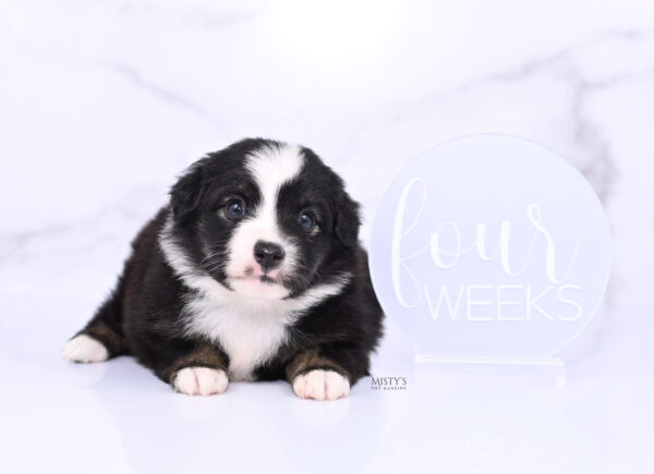 Mini / Toy Australian Shepherd Puppy London