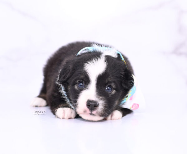 Mini / Toy Australian Shepherd Puppy London