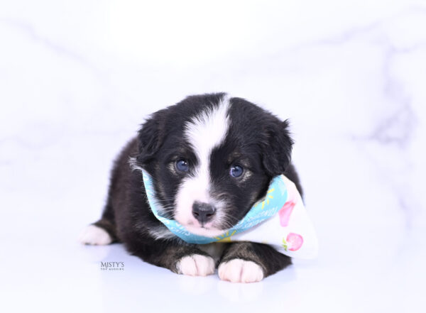 Mini / Toy Australian Shepherd Puppy London