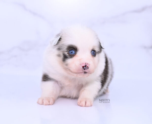 Mini / Toy Australian Shepherd Puppy Merky