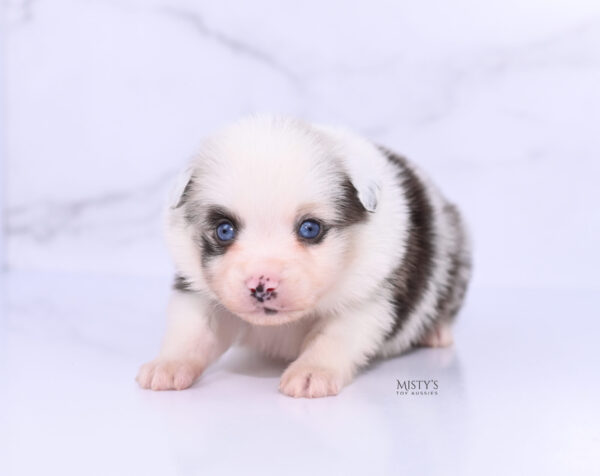 Mini / Toy Australian Shepherd Puppy Merky