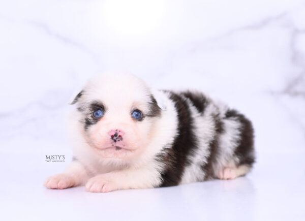 Mini / Toy Australian Shepherd Puppy Merky