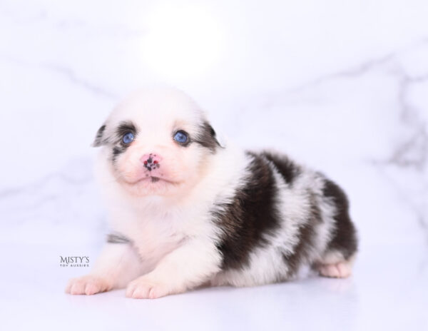 Mini / Toy Australian Shepherd Puppy Merky