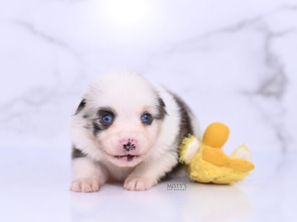 Mini / Toy Australian Shepherd Puppy Merky