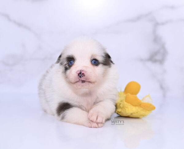 Mini / Toy Australian Shepherd Puppy Merky