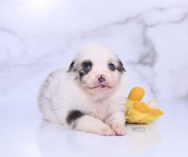 Mini / Toy Australian Shepherd Puppy Merky