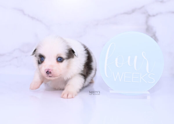 Mini / Toy Australian Shepherd Puppy Merky