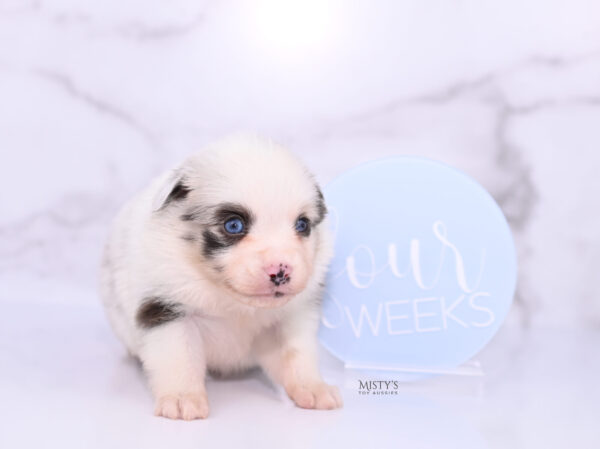 Mini / Toy Australian Shepherd Puppy Merky