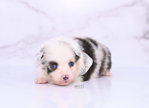 Mini / Toy Australian Shepherd Puppy Merky