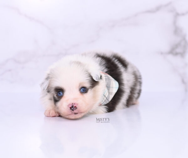 Mini / Toy Australian Shepherd Puppy Merky