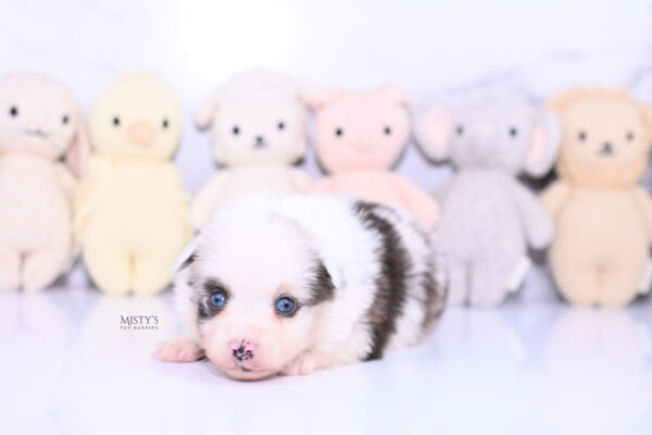 Mini / Toy Australian Shepherd Puppy Merky