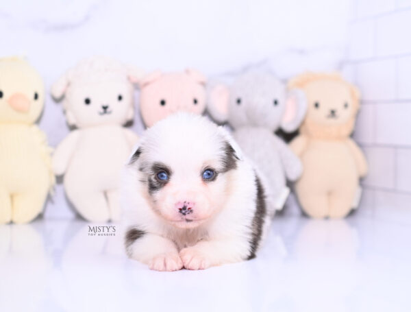 Mini / Toy Australian Shepherd Puppy Merky