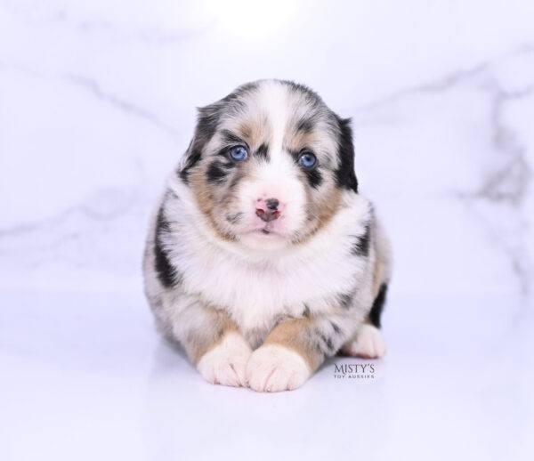 Mini / Toy Australian Shepherd Puppy Seraphina