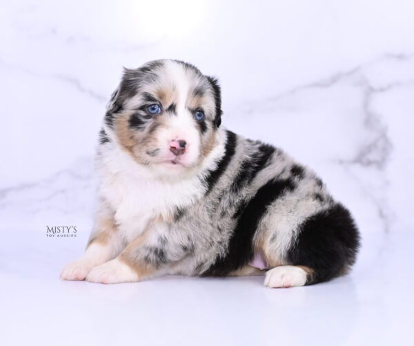 Mini / Toy Australian Shepherd Puppy Seraphina