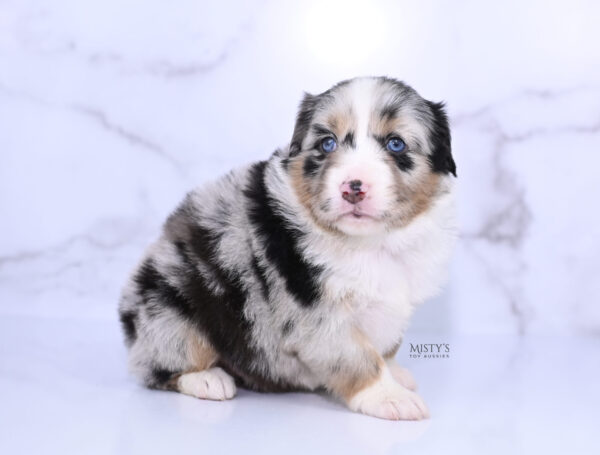 Mini / Toy Australian Shepherd Puppy Seraphina