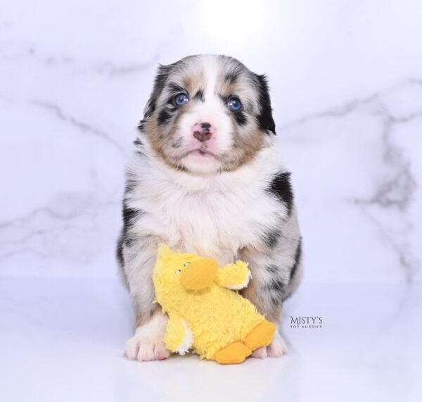 Mini / Toy Australian Shepherd Puppy Seraphina