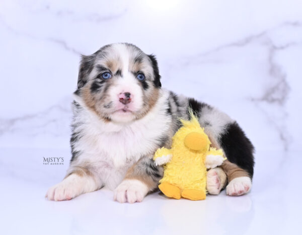 Mini / Toy Australian Shepherd Puppy Seraphina