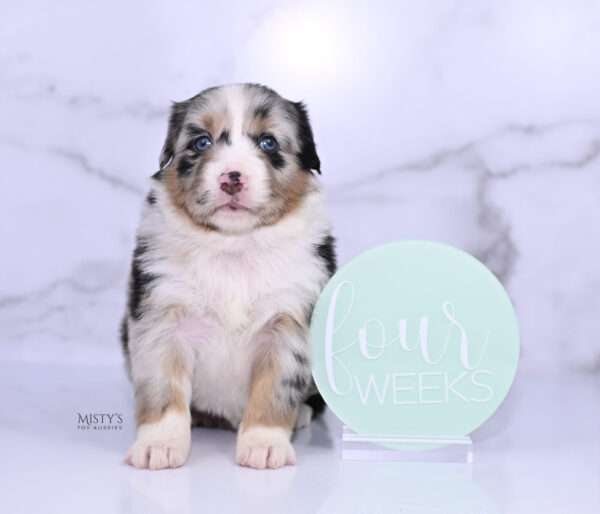 Mini / Toy Australian Shepherd Puppy Seraphina