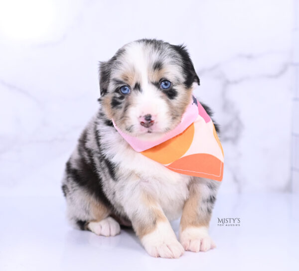 Mini / Toy Australian Shepherd Puppy Seraphina