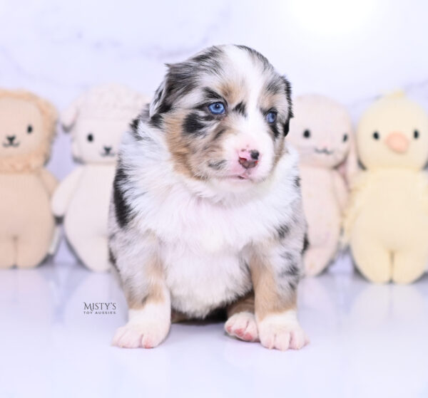 Mini / Toy Australian Shepherd Puppy Seraphina