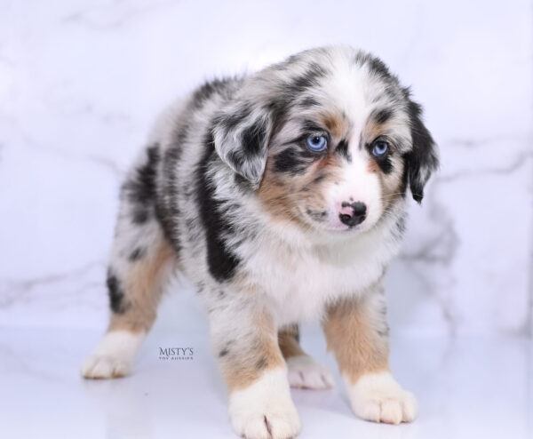 Mini / Toy Australian Shepherd Puppy Seraphina